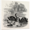 Black Swans and Their Young, at Culvers, Surrey, the Seat of S. Gurney, Esq., MP. 1859 by Anonymous