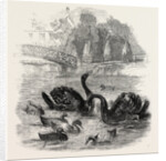 Black Swans and Their Young, at Culvers, Surrey, the Seat of S. Gurney, Esq., MP. 1859 by Anonymous