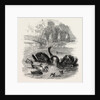 Black Swans and Their Young, at Culvers, Surrey, the Seat of S. Gurney, Esq., MP. 1859 by Anonymous