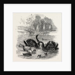 Black Swans and Their Young, at Culvers, Surrey, the Seat of S. Gurney, Esq., MP. 1859 by Anonymous