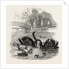 Black Swans and Their Young, at Culvers, Surrey, the Seat of S. Gurney, Esq., MP. 1859 by Anonymous