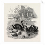 Black Swans and Their Young, at Culvers, Surrey, the Seat of S. Gurney, Esq., MP. 1859 by Anonymous