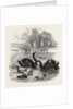 Black Swans and Their Young, at Culvers, Surrey, the Seat of S. Gurney, Esq., MP. 1859 by Anonymous