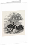 Black Swans and Their Young, at Culvers, Surrey, the Seat of S. Gurney, Esq., MP. 1859 by Anonymous