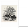 Black Swans and Their Young, at Culvers, Surrey, the Seat of S. Gurney, Esq., MP. 1859 by Anonymous
