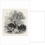 Black Swans and Their Young, at Culvers, Surrey, the Seat of S. Gurney, Esq., MP. 1859 by Anonymous