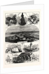 Sketches in the Scilly Isles, 1874. Chrysalis Rock, Star Castle, St. Agnes Lighthouse, Summer House, Tresco Abbey by Anonymous