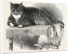 Large Cat, 1850 by Anonymous