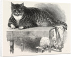 Large Cat, 1850 by Anonymous