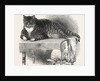 Large Cat, 1850 by Anonymous