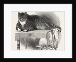 Large Cat, 1850 by Anonymous