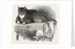 Large Cat, 1850 by Anonymous