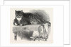 Large Cat, 1850 by Anonymous