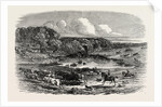 Cattle Mustering in Australia, 1850 by Anonymous