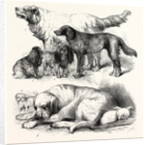 The International Dog Show at Islington: Prize Dogs, London, 1865 by Anonymous