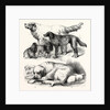 The International Dog Show at Islington: Prize Dogs, London, 1865 by Anonymous