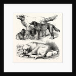 The International Dog Show at Islington: Prize Dogs, London, 1865 by Anonymous