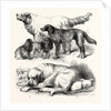 The International Dog Show at Islington: Prize Dogs, London, 1865 by Anonymous