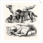 The International Dog Show at Islington: Prize Dogs, London, 1865 by Anonymous