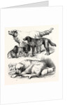 The International Dog Show at Islington: Prize Dogs, London, 1865 by Anonymous