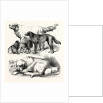 The International Dog Show at Islington: Prize Dogs, London, 1865 by Anonymous