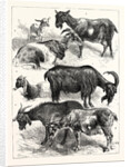 The Goat Show at the Crystal Palace, UK, 1883 by Anonymous