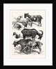 The Goat Show at the Crystal Palace, UK, 1883 by Anonymous