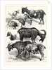 The Goat Show at the Crystal Palace, UK, 1883 by Anonymous