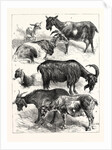 The Goat Show at the Crystal Palace, UK, 1883 by Anonymous