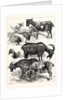 The Goat Show at the Crystal Palace, UK, 1883 by Anonymous