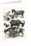 The Goat Show at the Crystal Palace, UK, 1883 by Anonymous