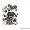 The Goat Show at the Crystal Palace, UK, 1883 by Anonymous