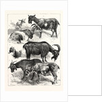 The Goat Show at the Crystal Palace, UK, 1883 by Anonymous