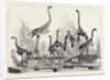 Skeletons of the Dinornis in the Canterbury Museum, New Zealand, 1868 by Anonymous