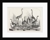 Skeletons of the Dinornis in the Canterbury Museum, New Zealand, 1868 by Anonymous