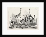 Skeletons of the Dinornis in the Canterbury Museum, New Zealand, 1868 by Anonymous