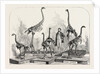 Skeletons of the Dinornis in the Canterbury Museum, New Zealand, 1868 by Anonymous