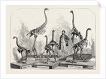 Skeletons of the Dinornis in the Canterbury Museum, New Zealand, 1868 by Anonymous