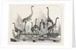 Skeletons of the Dinornis in the Canterbury Museum, New Zealand, 1868 by Anonymous
