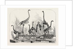 Skeletons of the Dinornis in the Canterbury Museum, New Zealand, 1868 by Anonymous
