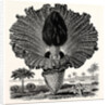 Amorphophallus Campanulatus by Anonymous