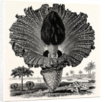 Amorphophallus Campanulatus by Anonymous