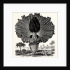 Amorphophallus Campanulatus by Anonymous