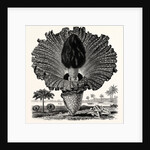 Amorphophallus Campanulatus by Anonymous