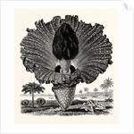 Amorphophallus Campanulatus by Anonymous