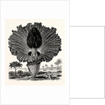 Amorphophallus Campanulatus by Anonymous