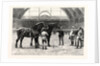 The Shire Horse Show at the Agricultural Hall: The Final Duel by Anonymous
