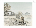 A Lion in South Africa by Anonymous