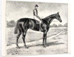 Lord Alington's Common Winner of the Two Thousand Guineas and Favourite for the Derby by Anonymous