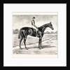 Lord Alington's Common Winner of the Two Thousand Guineas and Favourite for the Derby by Anonymous
